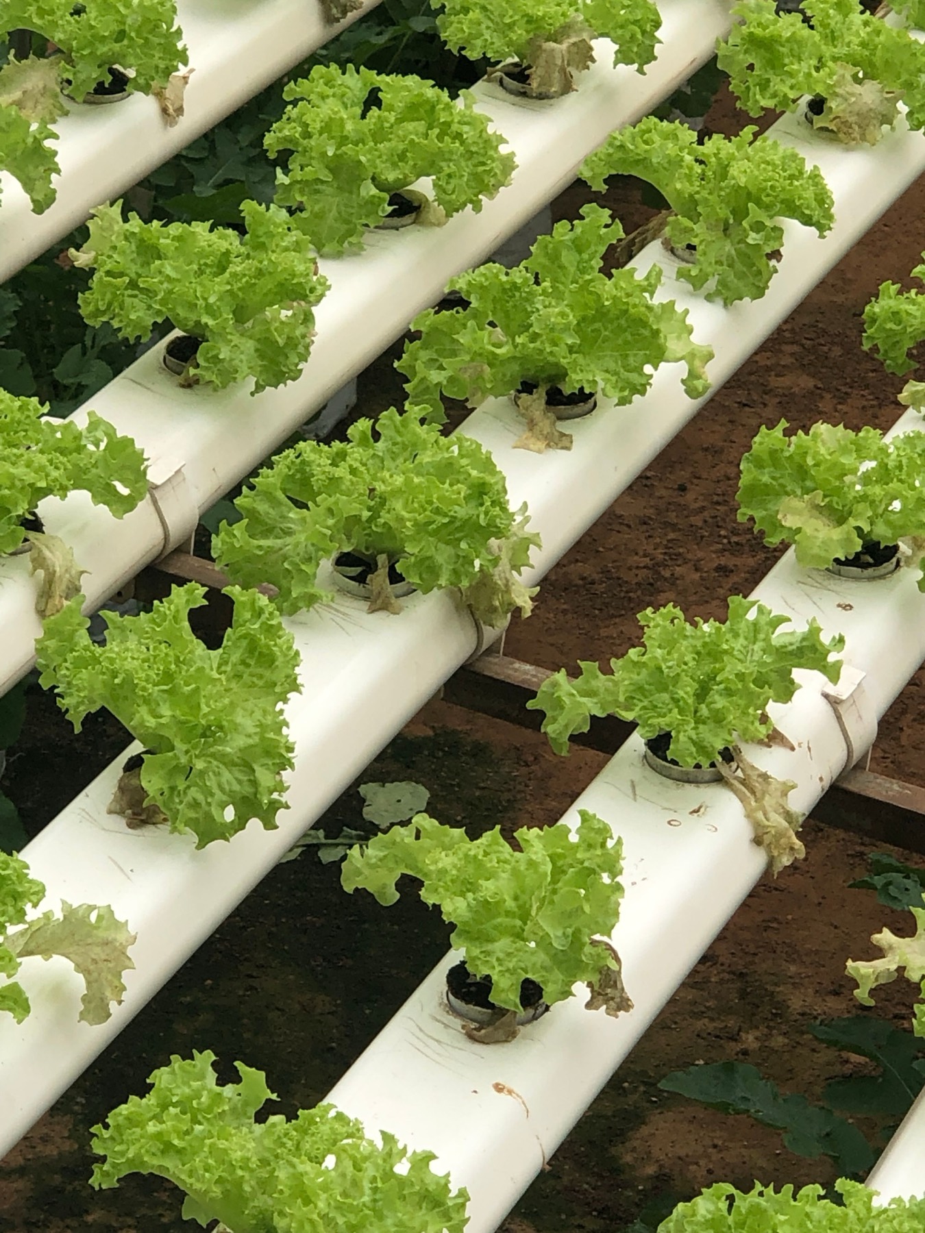 Rows of hydroponic lettuce growing in greenhouse channels
